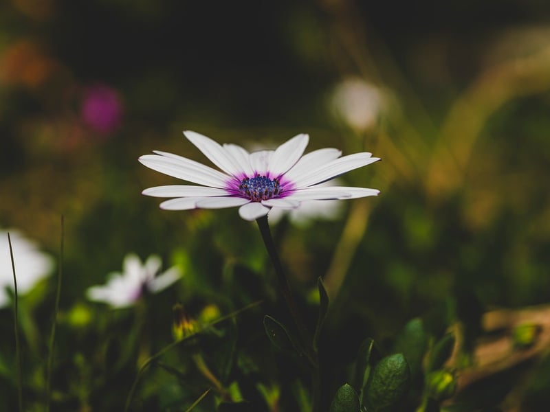 Gerbera Daisies