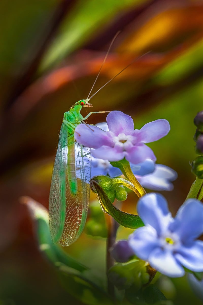 Lacewing