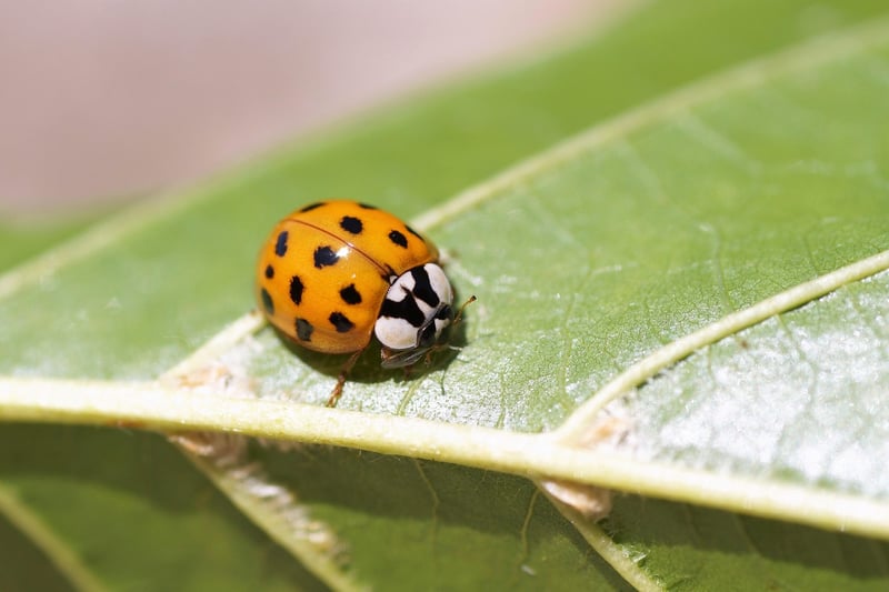 Ladybug