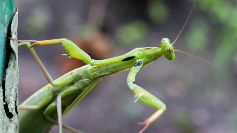 Praying Mantis